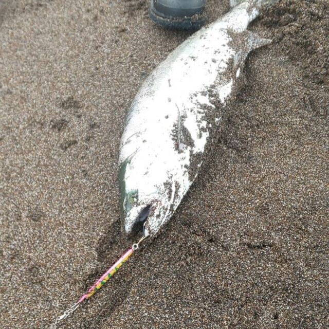 サモメタ | Endo Craft